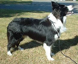 Näyttelylinjainen Bordercollie