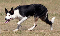 Työlinjainen Bordercollie