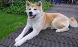 Akita