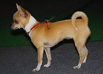 chihuahua Lyhytkarvainen Chihuahua