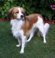 kooikerhondje Kooikerhondje