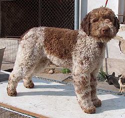 Lagotto Romagnolo