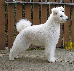 Pumi