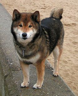 Shiba