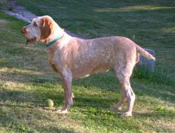 Spinone