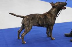 Bullterrieri Bullterrieri Chynos Thyme