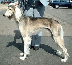 saluki Saluki