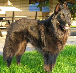 Belgianpaimenkoira groenendael